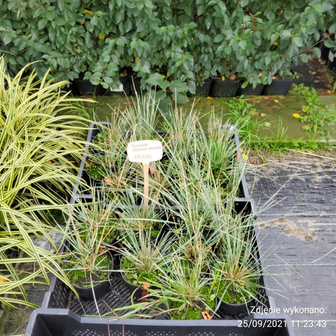 Owsiczka owies wiecznie zielona