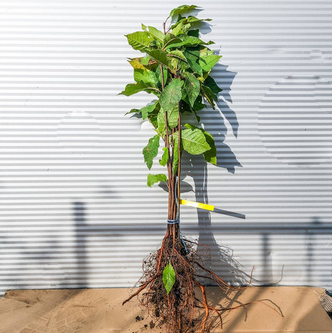 Czeremcha Plant Pack