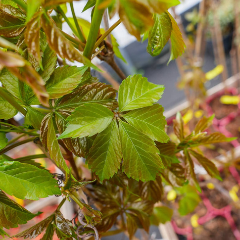 Winobluszcz pięciolistkowy Redwal Troki (C2)