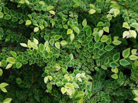 Wiąz Gejsza szczepiony na pniu