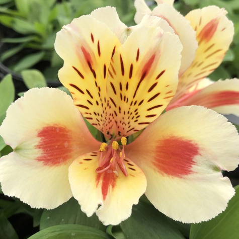 Alstremeria ogrodowa Sunset (C2)