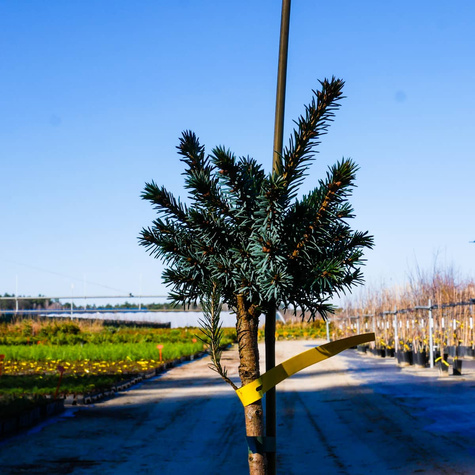 Świerk serbski Beskid szczepiony na pniu Pa50