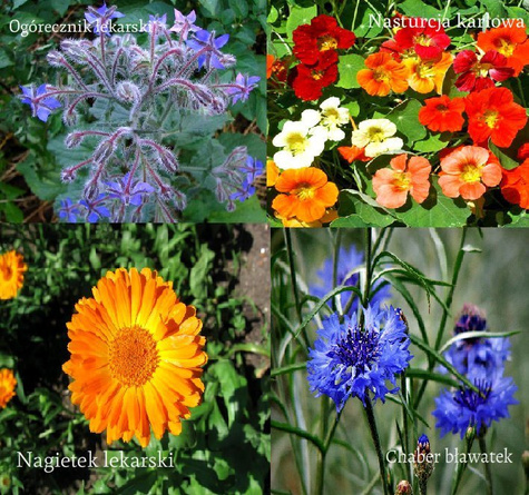 Kwiaty jadalne mieszanka 4g