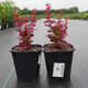 Berberys Thunberga Red Compact (C2)