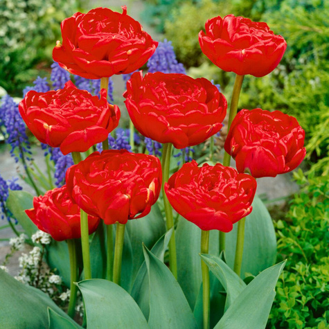 Tulipan pełny późny Miranda 