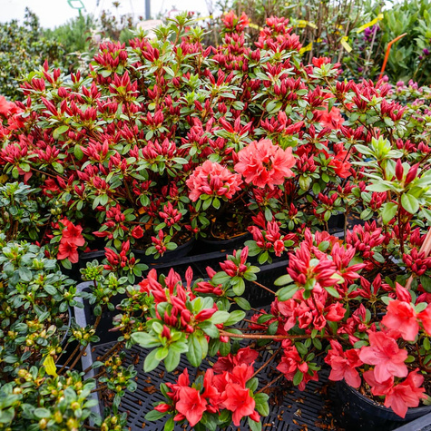 Azalia japońska Signalgluhen (C2)