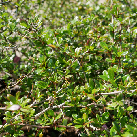 Berberys thunberga Green Jewel
