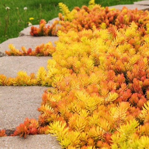 Rozchodnik ościsty Angelina