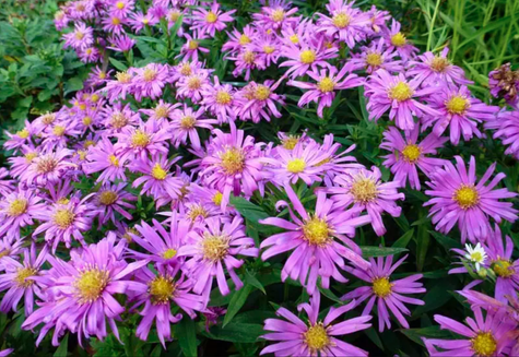 Aster gawędka Dr Otto Petschek (P9)