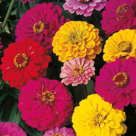 Cynia daliowa mix kolorów 1g Polan
