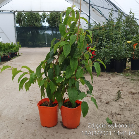 Mini Kiwi Aktinidia ostrolistna Male zapylacz