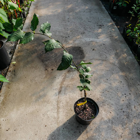 Grab pospolity Fastigiata NP kolumnowy (C2)