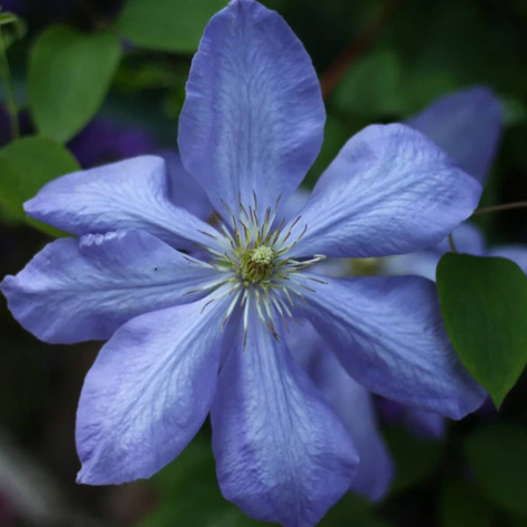 Powojnik Clematis wielkokwiatowy Mrs. Cholmondeley