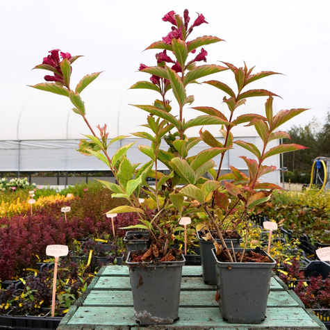 Krzewuszka cudowna Brigela (P9)