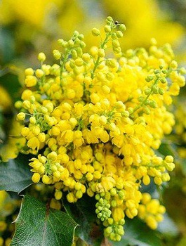 Mahonia pospolita (C2)