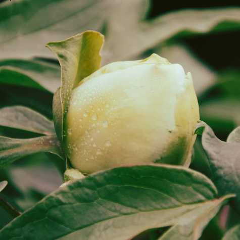 Piwonia drzewiasta Yellow Crown żółta