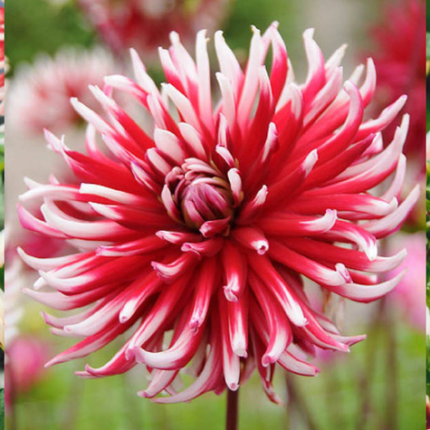 Dalia Kaktusowa Friqoulet czerwono-biała