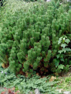 Sosna górska kosodrzewina (C2)