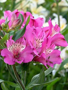 Alstremeria ogrodowa Summer Saint (C2)
