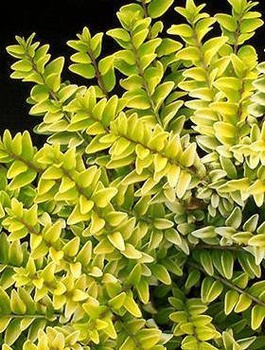 Suchodrzew mirtolistny Golden Glow (C2)