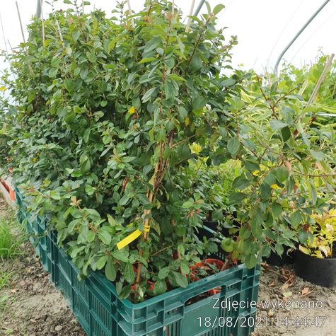 Pigwowiec japoński Sargentii (C2)