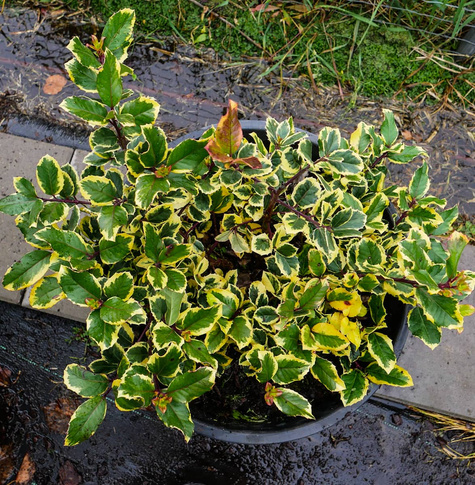 Ostrokrzew Golden King (C20)