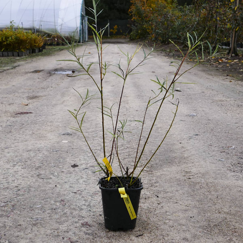 Wierzba siwa Angustifolia (C2)