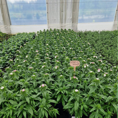 Goździk brodaty Dart Exp. Pink Magic (C2)