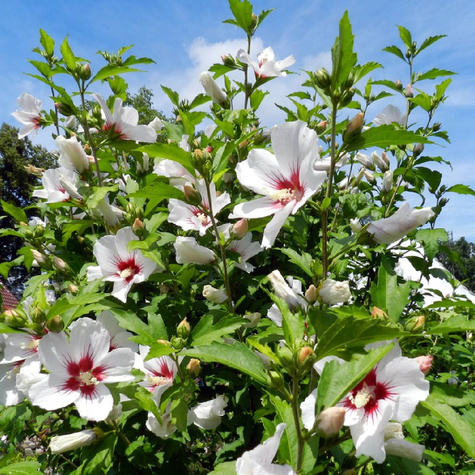 Ketmia syryjska Hibiskus Red Heart (C2)