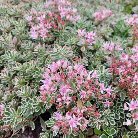 Rozchodnik kamczacki Tricolor (C2)