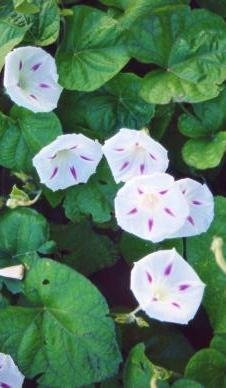 Wilec purpurowy Seta 0,5g