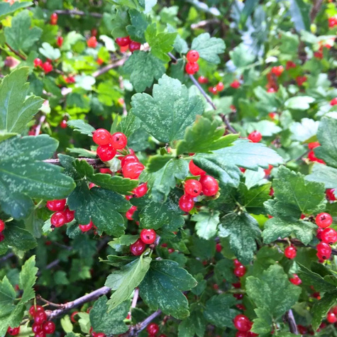 Porzeczka alpejska (C2)