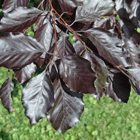 Buk pospolity Black Swan