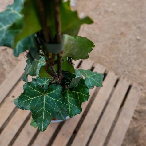 Bluszcz pospolity Thorndale (P9)