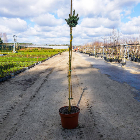 Świerk biały Cecilia szczepiony Pa80cm