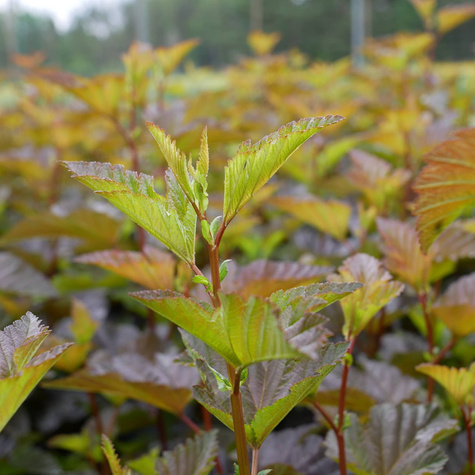 Pęcherznica kalinolistna Zdechovice (C20)