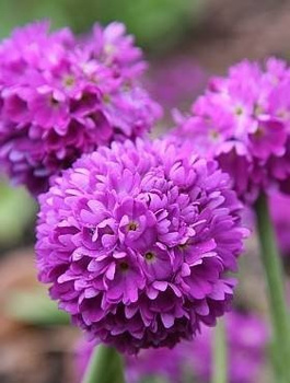 Pierwiosnek ząbkowany Lilac (P9)