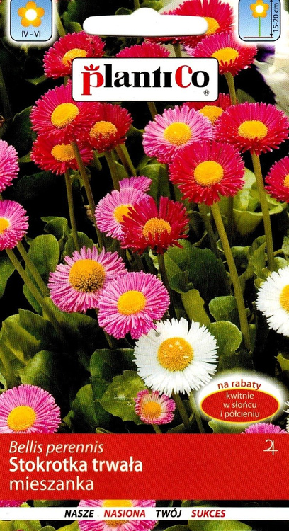 Stokrotka trwała mieszanka 0,1g