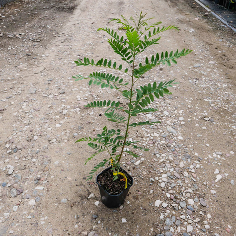 Amfora Amorfa zwyczajna Indygowiec (C2)