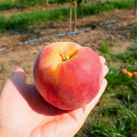 Brzoskwinia Favorita Morettini Plant Pack