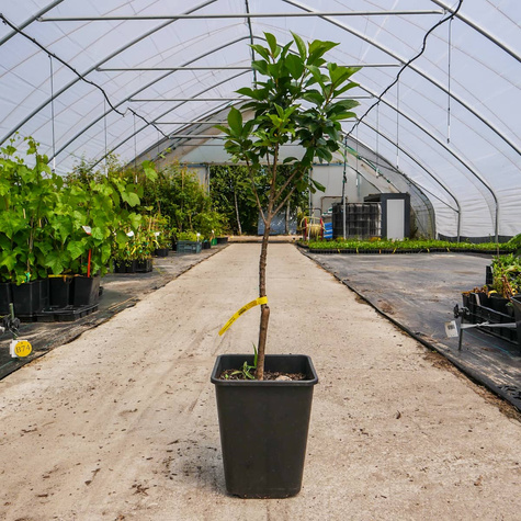 Mini Wiśnia karłowa Piemont w doniczce