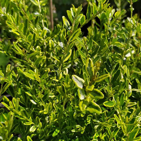 Suchodrzew lśniący Lemon Beauty (C2)