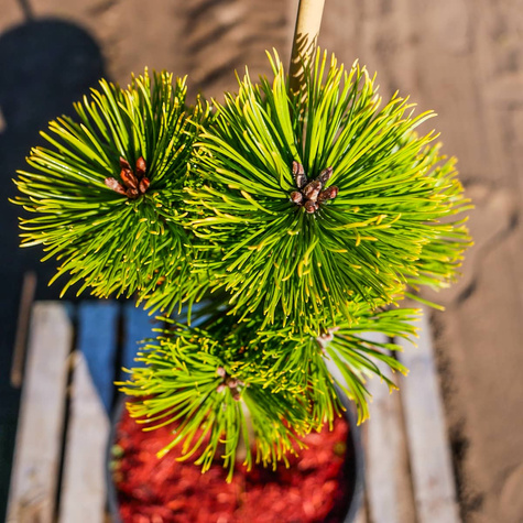 Sosna kosodrzewina Winter Gold szczepiona na pniu Pa 30