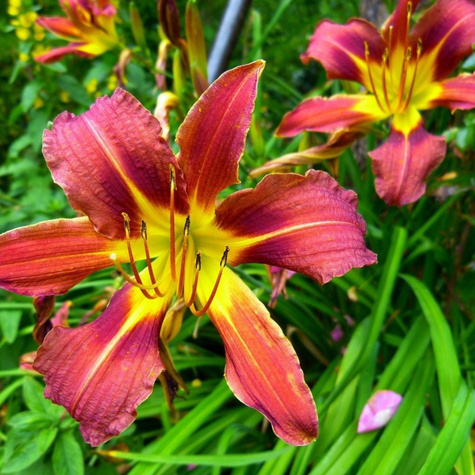 Liliowiec ogrodowy Black Prince bordowy