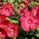 Hibiskus bylinowy Nippon Red (C2)