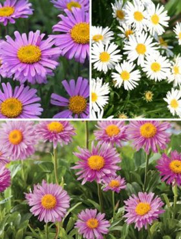 Zestaw Aster Alpejski – 6 sztuk w trzech kolorach