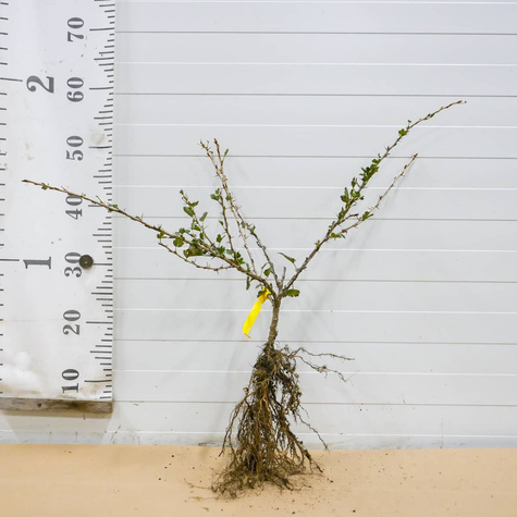 Agrest czerwony Revena Plant Pack