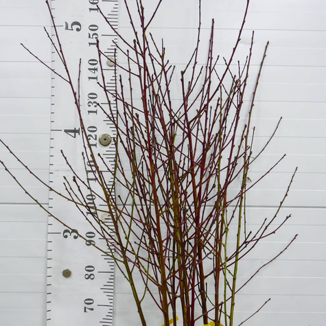 Brzoskwinia Envoy Plant Pack