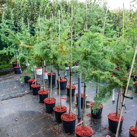 Modrzew japoński Diana pokręcony jak EGZOTYCZNY