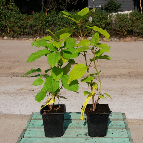 Hortensja krzewiasta drzewiasta White Dome (P9)